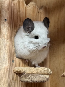 Королівська ангора шиншила дівчинка