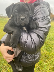 Цуценя Кане Корсо