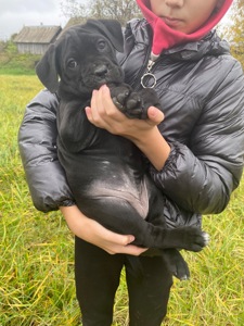 Цуценя Кане Корсо