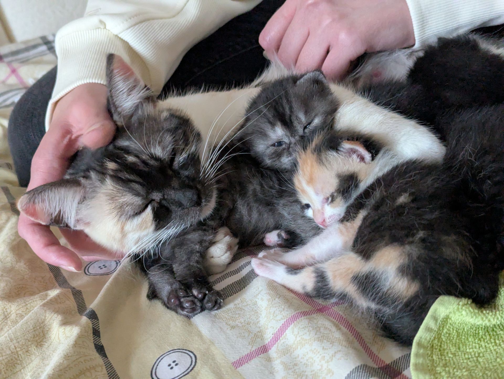 кошеня віком 2 місяці
