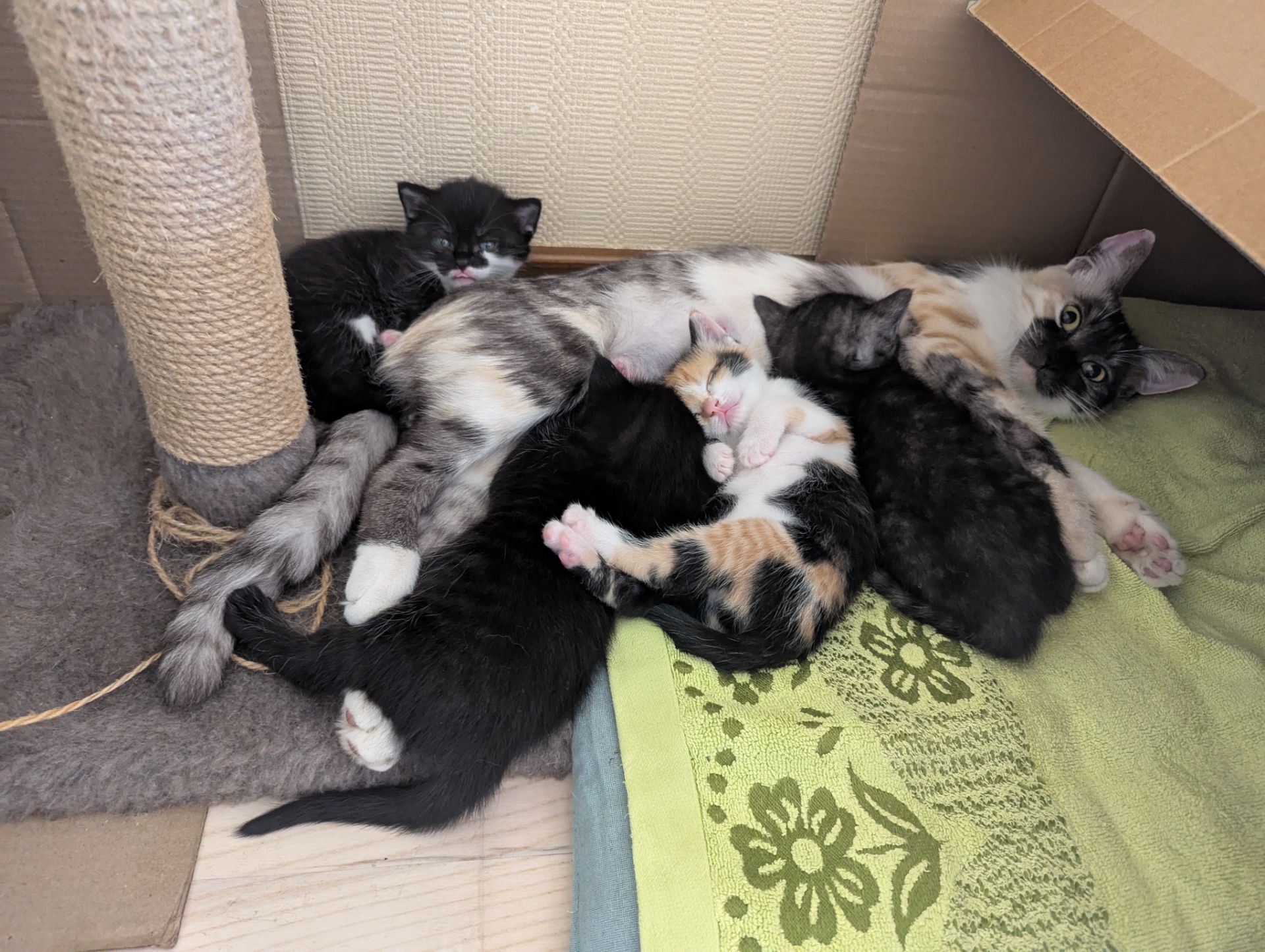 кошеня віком 2 місяці