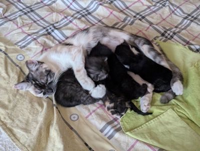 кошеня віком 2 місяці
