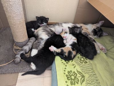 кошеня віком 2 місяці