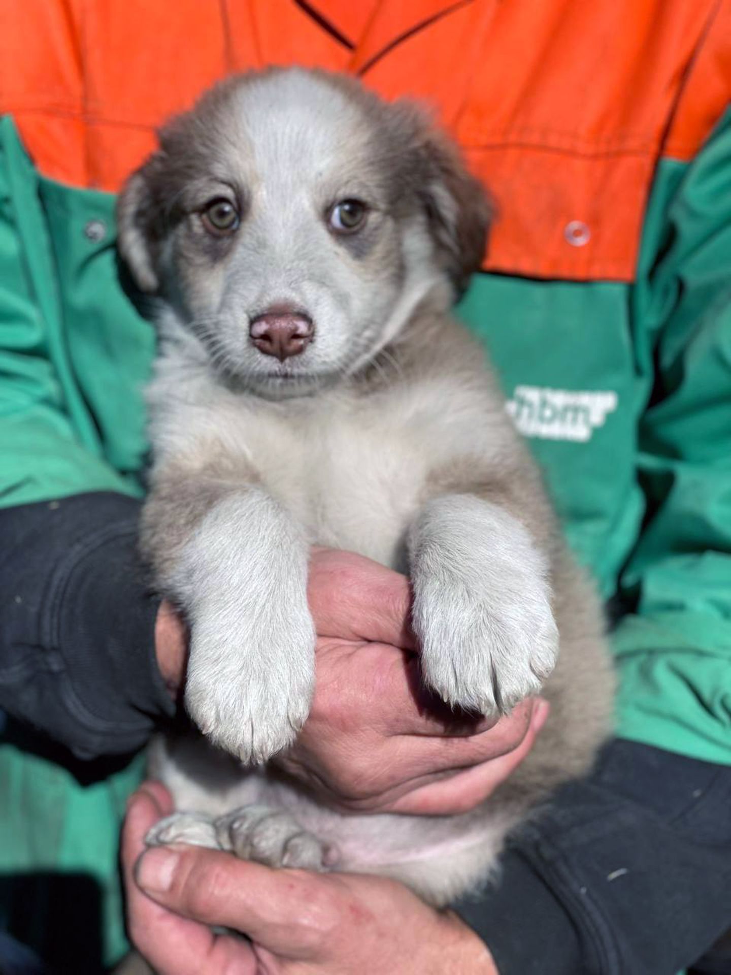 Цуценя Роберт 2-3 міс