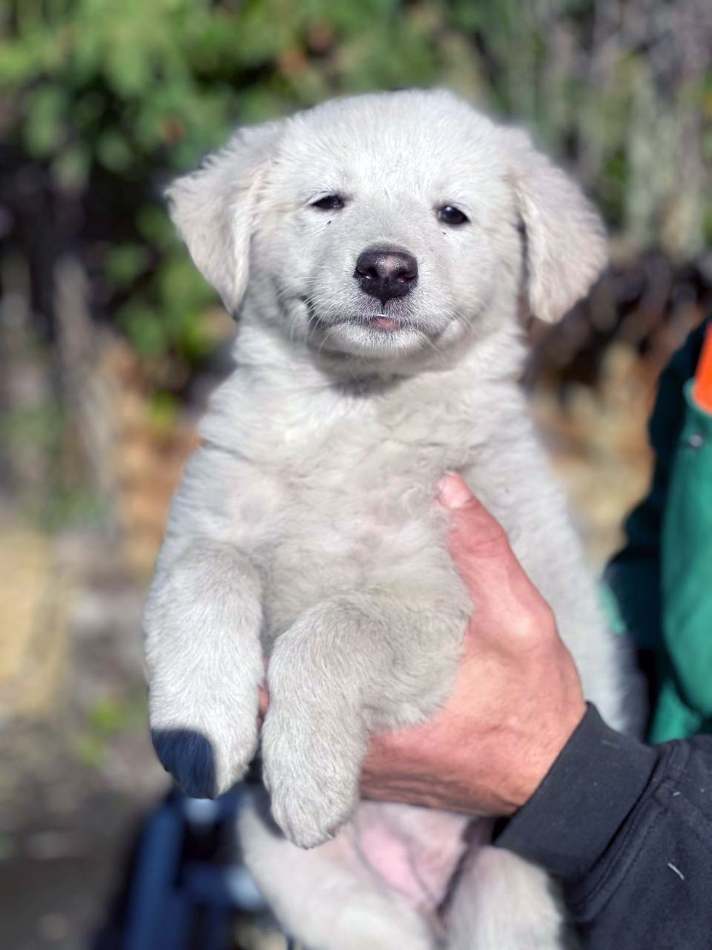 Біле цуценя Шеллі 2-3 міс