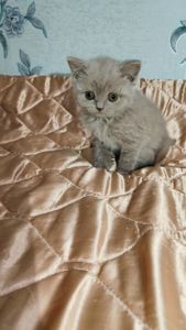 Шотландське прямовухе кошеня