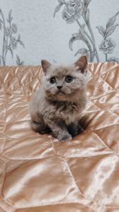 Шотландське прямовухе кошеня