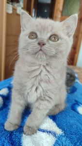 Шотландське прямовухе кошеня