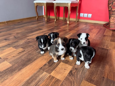 Бостон терьєр і Джек Расел мітіси