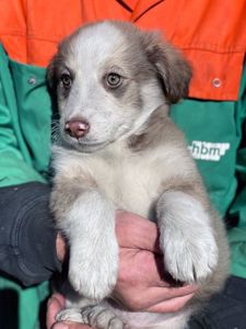Цуценя Роберт 2-3 міс