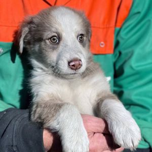 Цуценя Роберт 2-3 міс