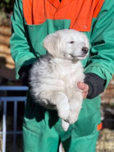 Біле цуценя Шеллі 2-3 міс