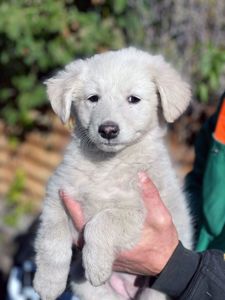 Біле цуценя Шеллі 2-3 міс
