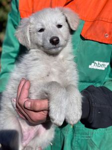 Біле цуценя Шеллі 2-3 міс