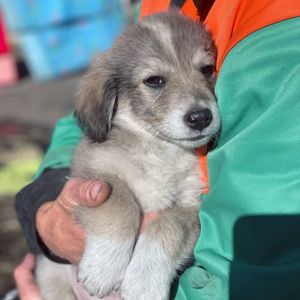 Цуценя Райлі 2-3 міс