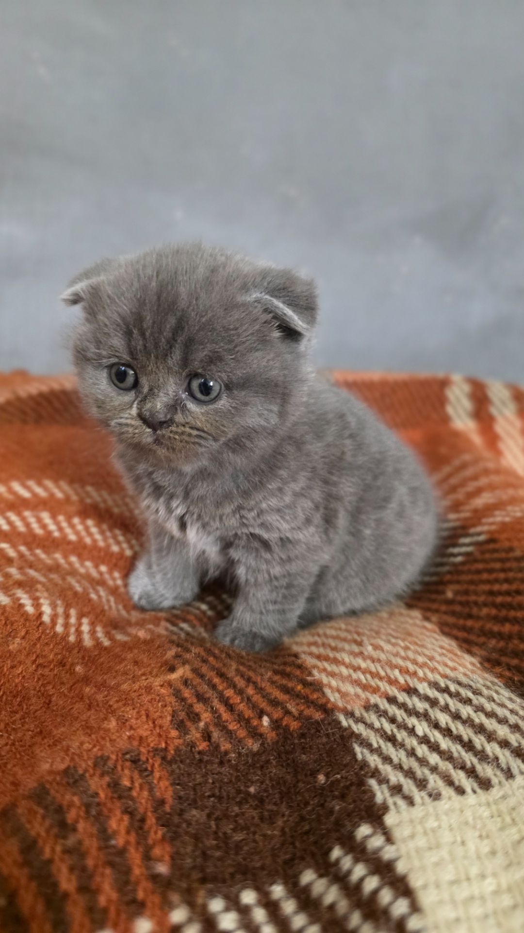 Кошенята шотландські