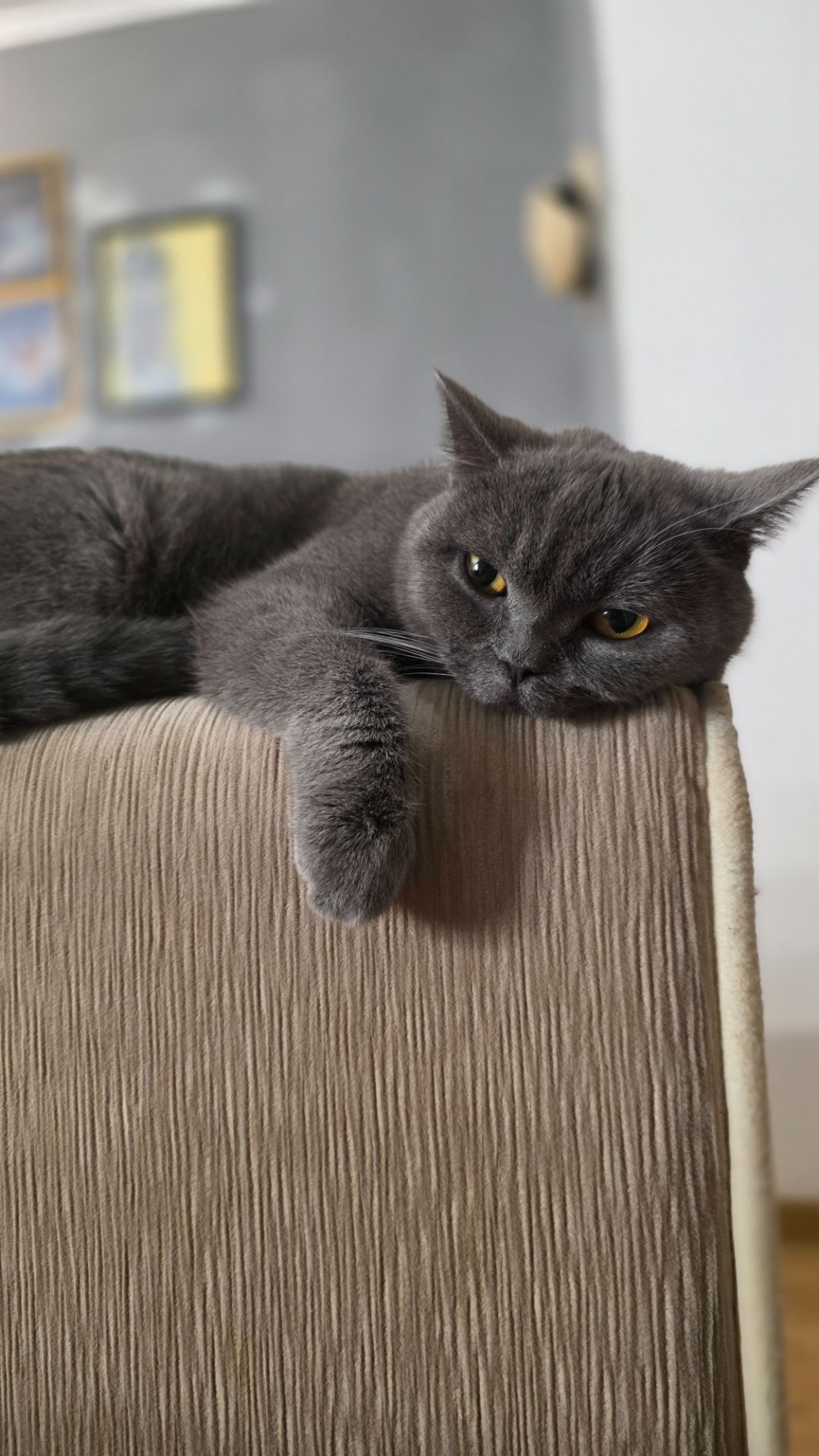 Кошенята шотландські