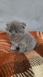 Кошенята шотландські