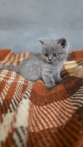 Кошенята шотландські