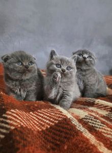 Кошенята шотландські