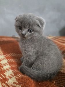 Кошенята шотландські