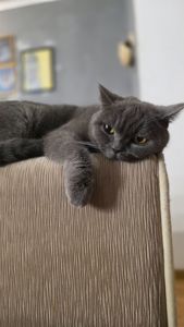Кошенята шотландські