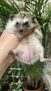 Їжак ежик карликовий африканський