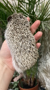 Їжак ежик карликовий африканський