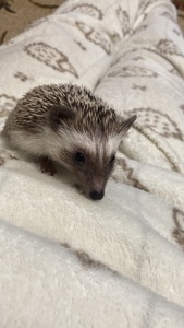 Їжак ежик карликовий африканський