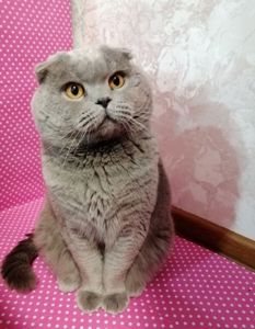 Кошенята шотландські