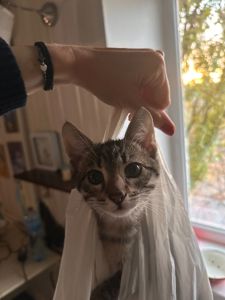 Гарний котик шукає друга