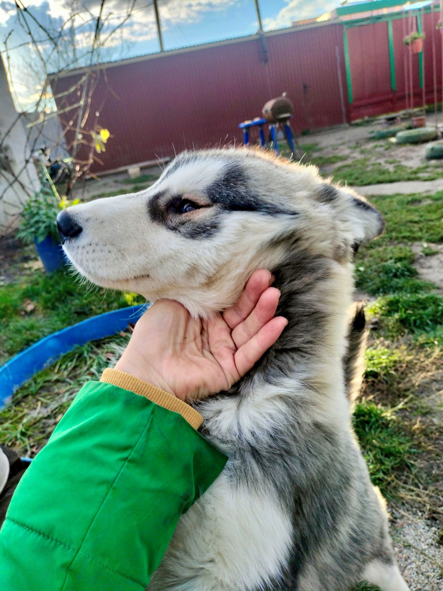 Цуценя породи сибірський хаскі