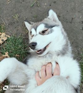 Цуценя породи сибірський хаскі