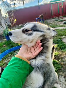 Цуценя породи сибірський хаскі
