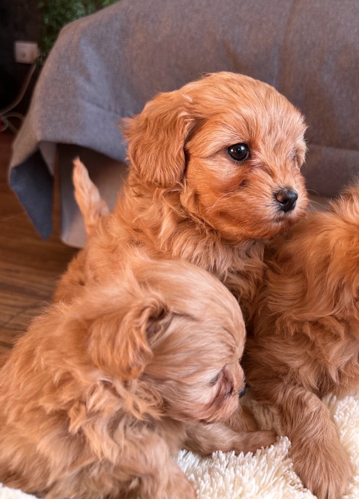 ДВЕ НЕВЕРОЯТНЫЕ ДЕВОЧКИ В ЛУЧШИЕ РУЧКИ