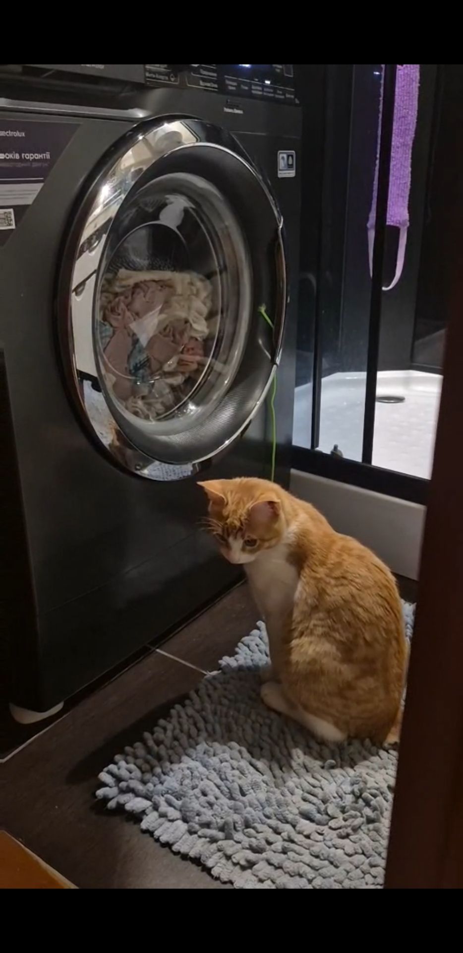 Рыжий котенок