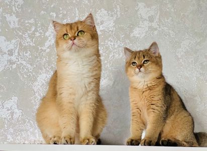 Британська золота шиншилла