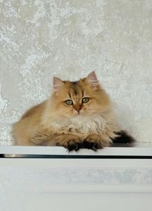 Британська золота шиншилла