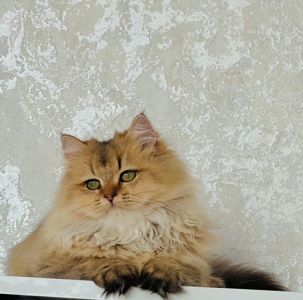 Британська золота шиншилла