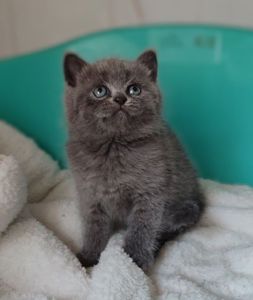 Кошенята шотландські, дівчата