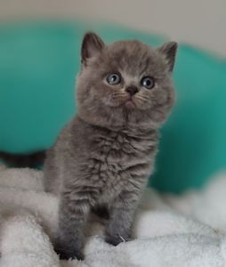 Кошенята шотландські, дівчата
