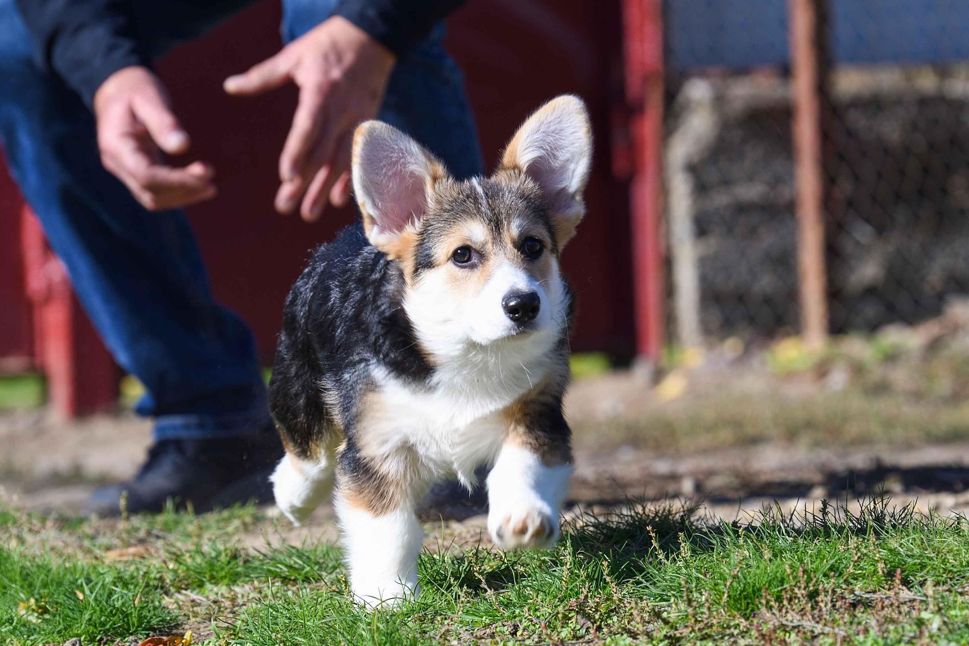 Породні цуценята вельш-коргі пемброк