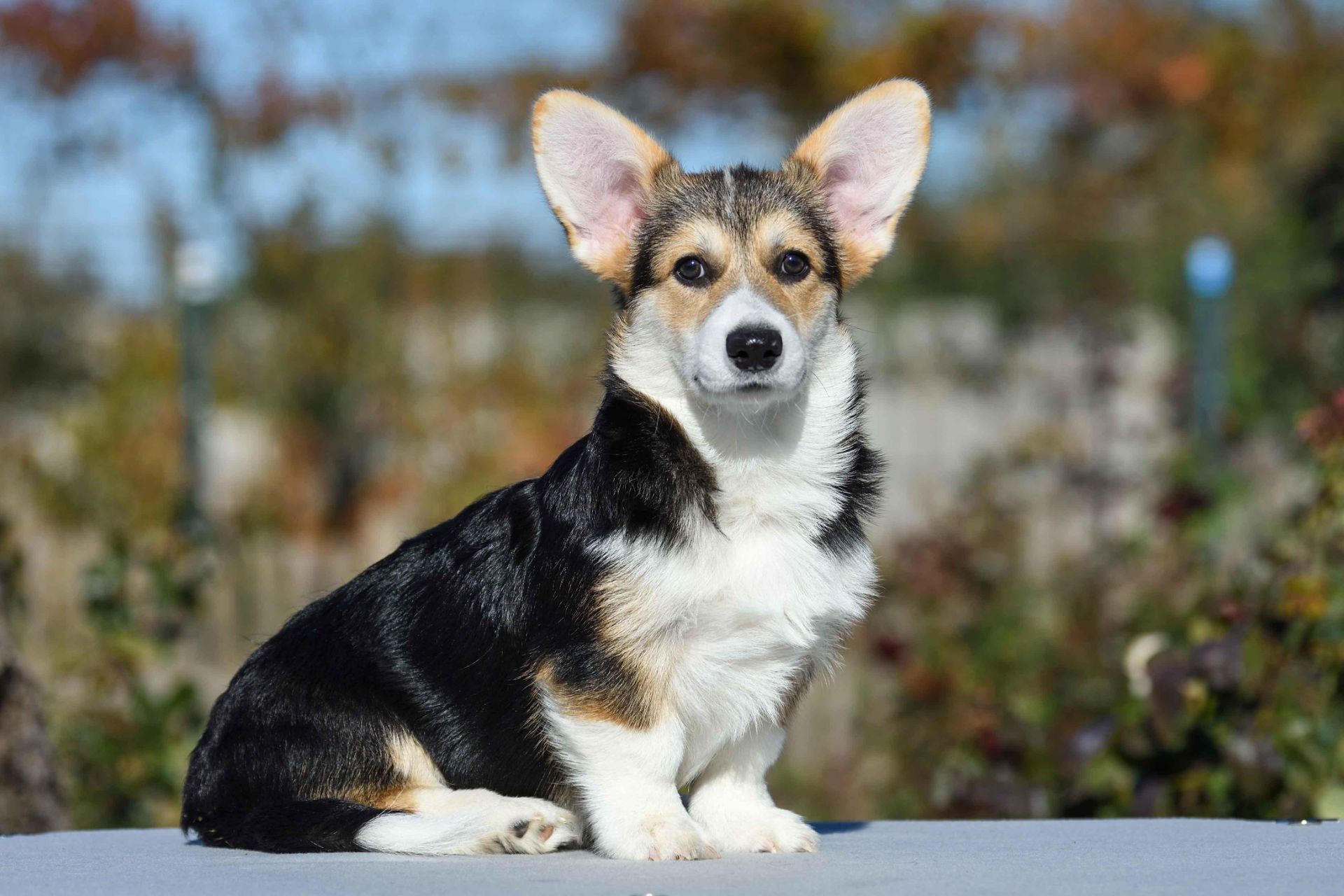 Породні цуценята вельш-коргі пемброк