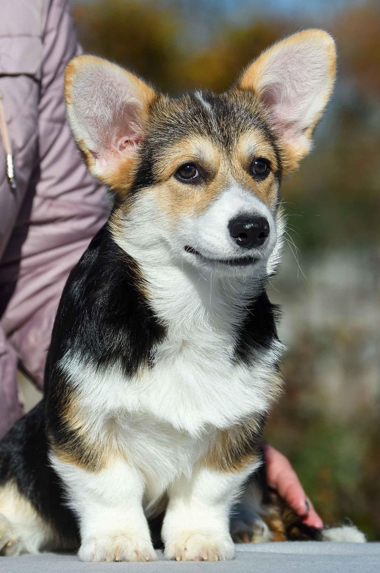 Породні цуценята вельш-коргі пемброк