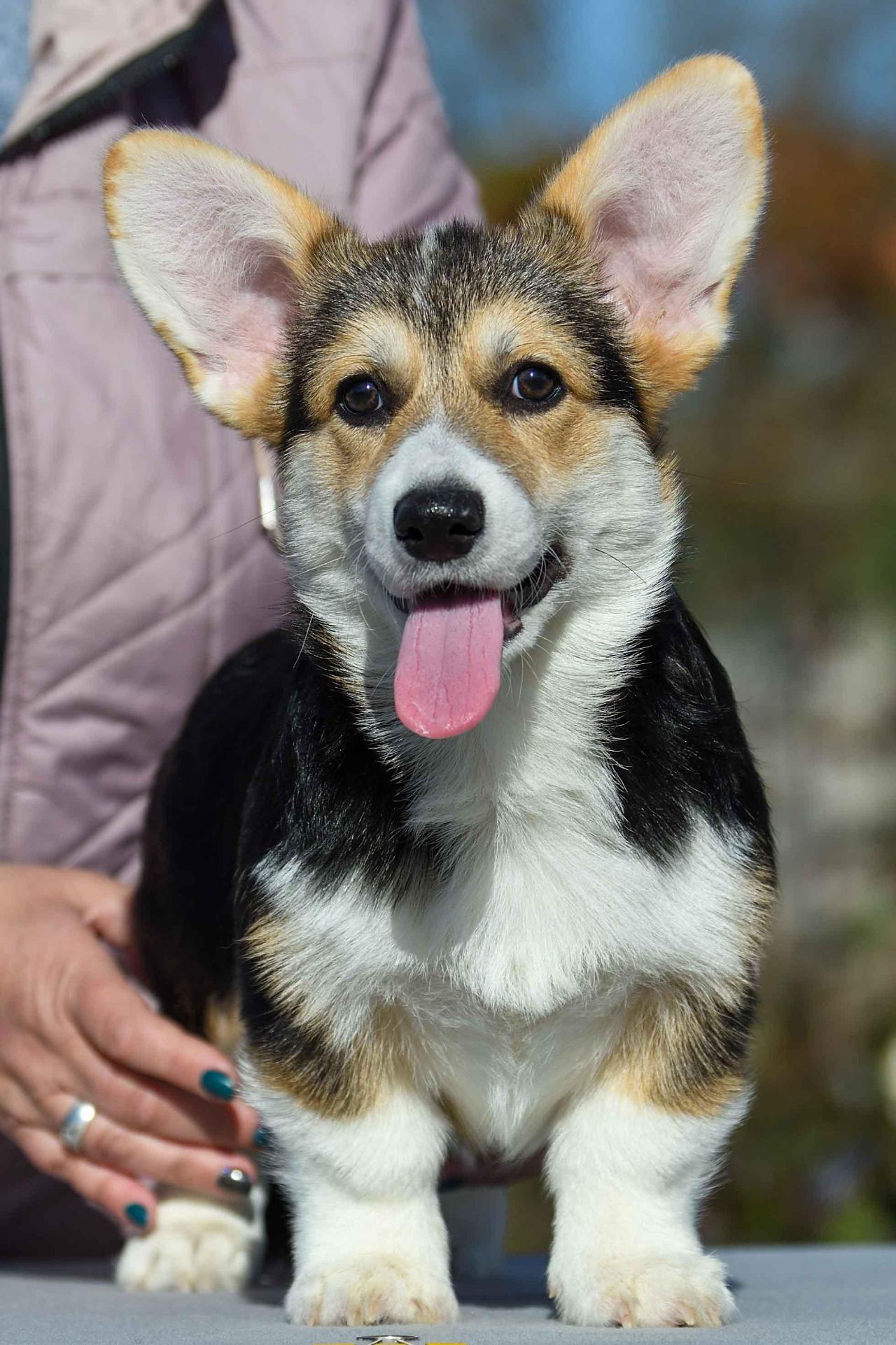 Породні цуценята вельш-коргі пемброк