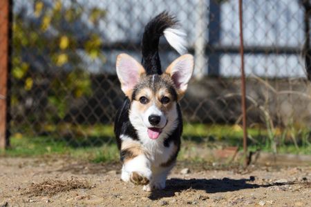 Породні цуценята вельш-коргі пемброк