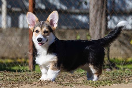 Породні цуценята вельш-коргі пемброк