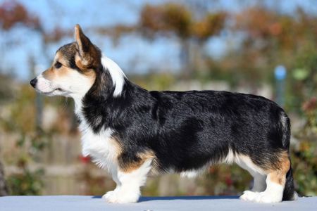 Породні цуценята вельш-коргі пемброк