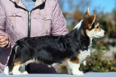 Породні цуценята вельш-коргі пемброк