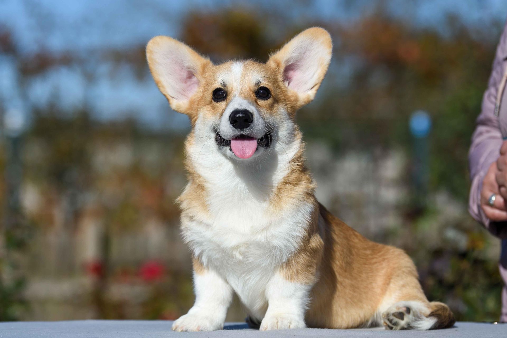 Вельш-коргі пемброк